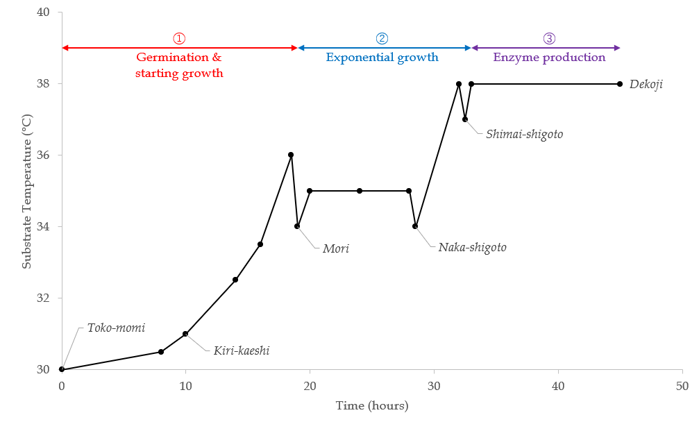 Temperature curve and phases during koji cultivation